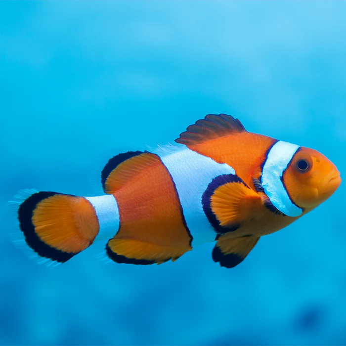 Amphiprion ocellaris / Ocellaris Clownfisk Large | Endast 359 kr! - Zoogiganten