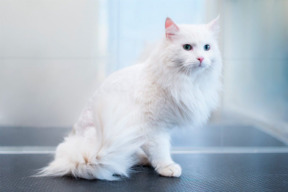 DELVIS KORTKLIPPNING FÖR KATT | Endast 599 kr! - Zoogiganten