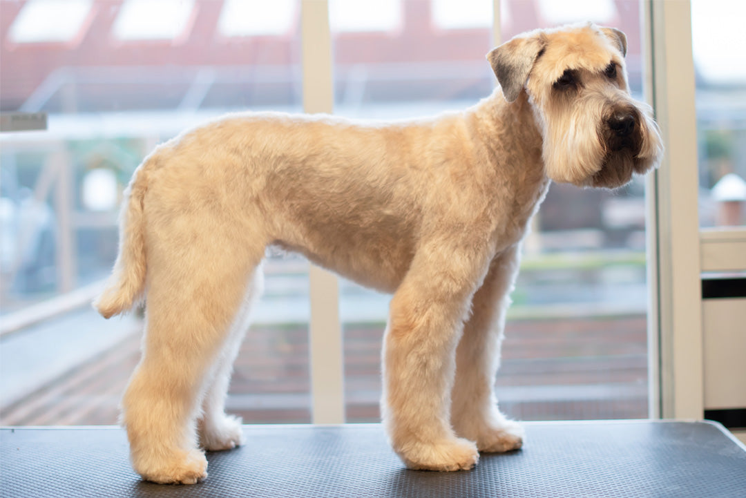 TERRIERKLIPPNING | Endast 1259 kr! - Zoogiganten