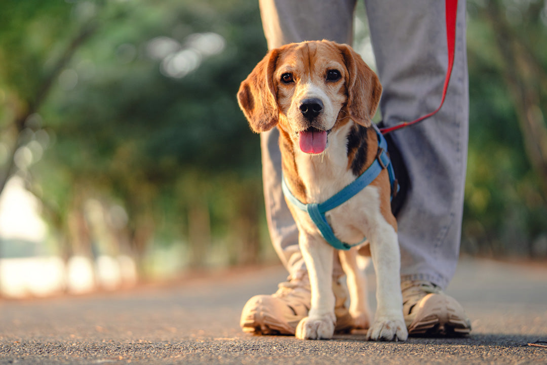 KURS - HUND - VARDAGSLYDNAD FORTSÄTTNING | Endast 1600 kr! - Zoogiganten