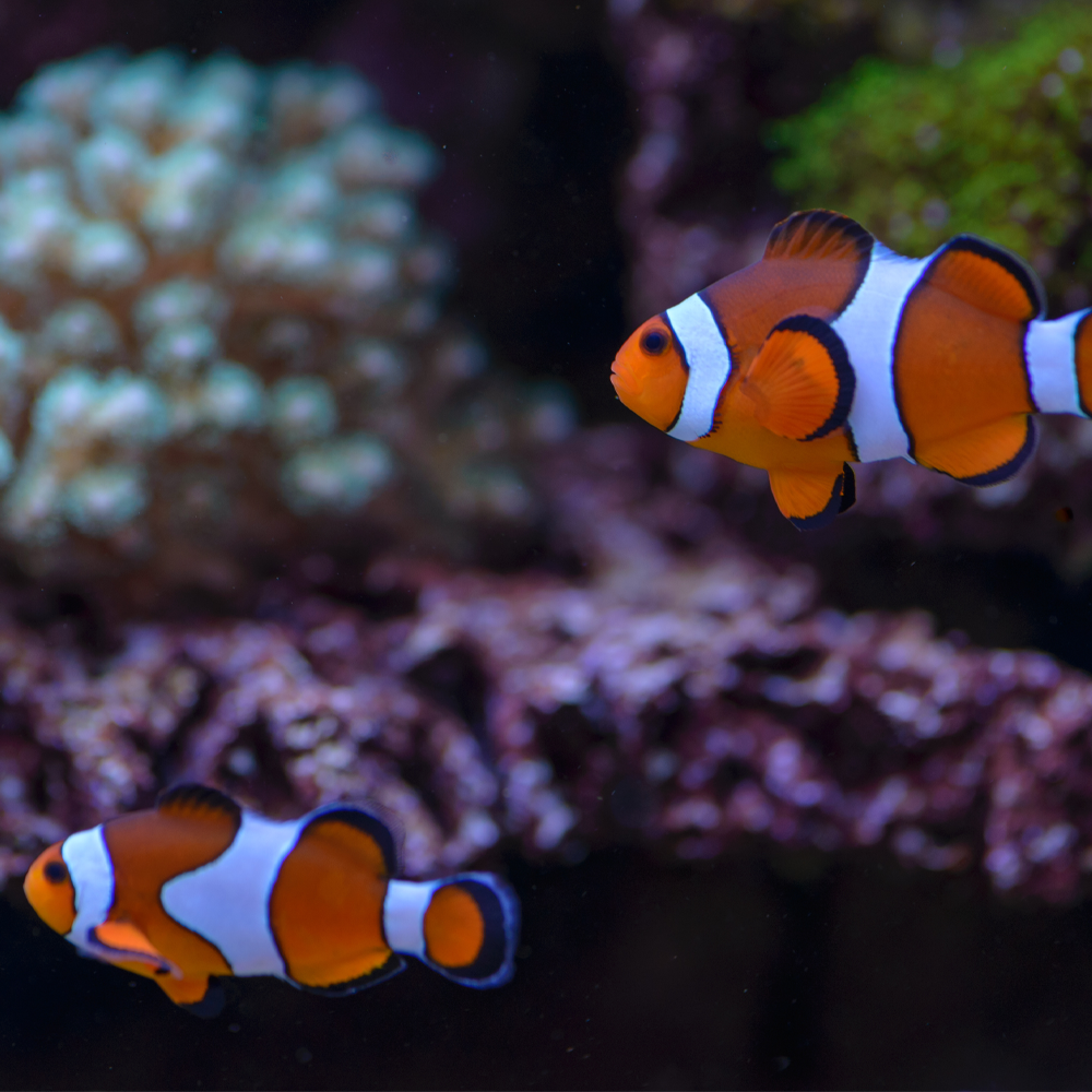 Amphiprion percula / Percula Clownfisk Odl. | Endast 399 kr! - Zoogiganten
