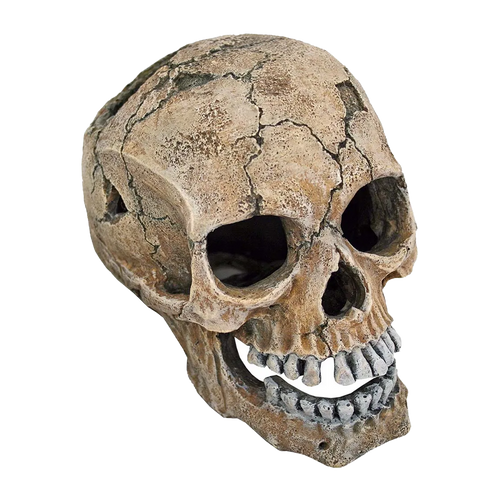 Döskalle Spräckt - 20 CM | Endast 289 kr! - Zoogiganten