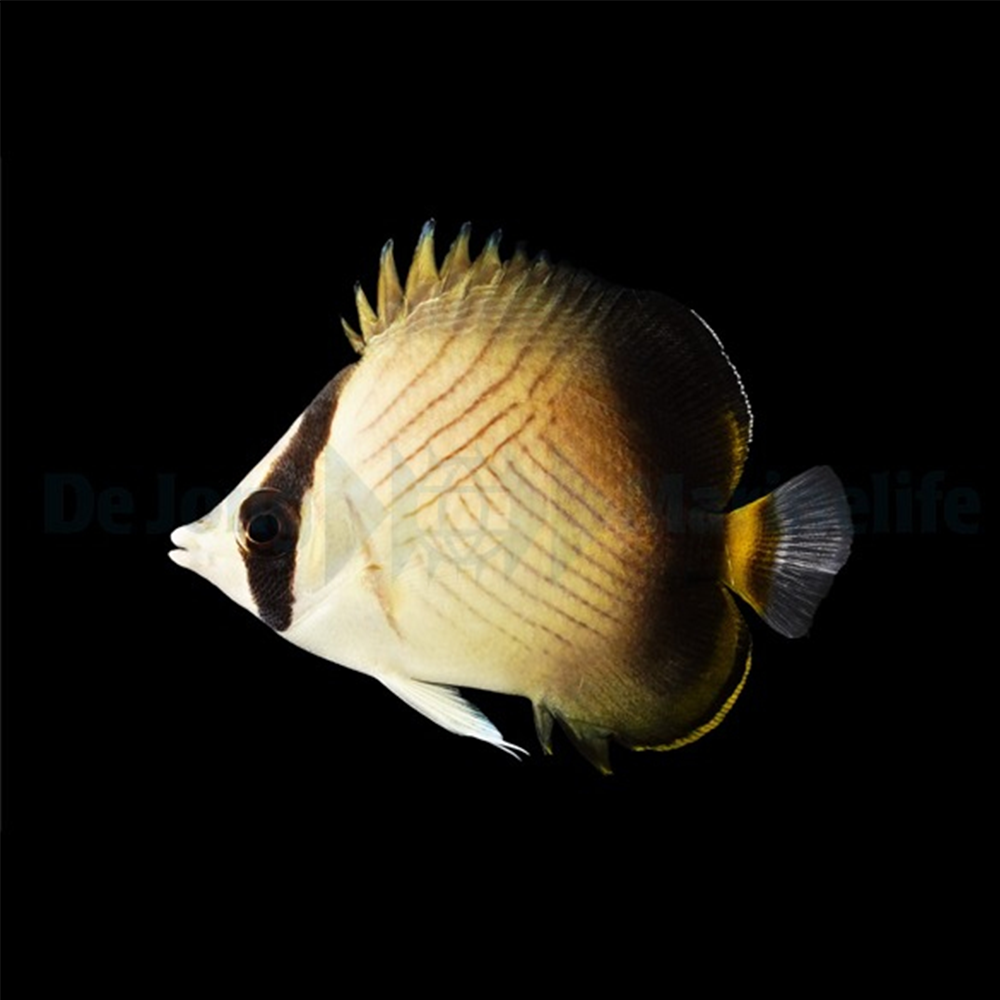 Chaetodon decussatus / Indian Vagabond Fjärillfisk | Endast 949 kr! - Zoogiganten