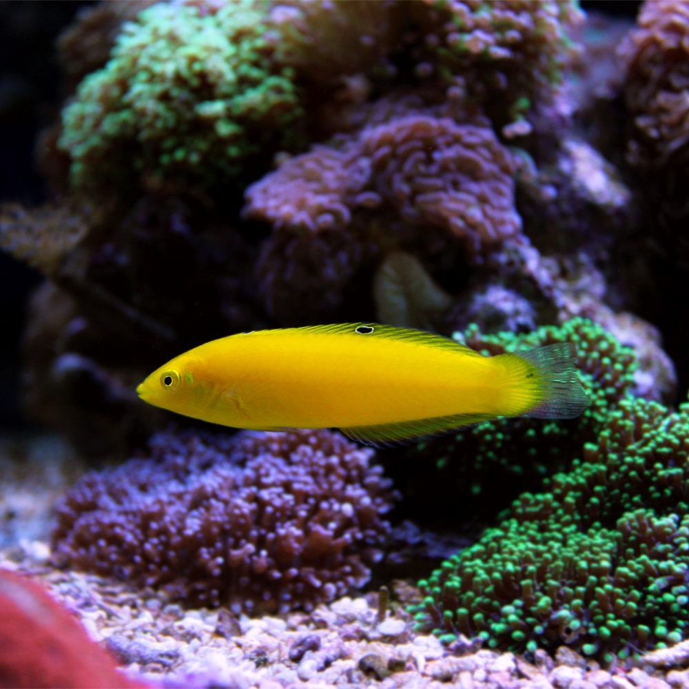Halichoeres chrysus / Gul Wrasse | Endast 599 kr! - Zoogiganten