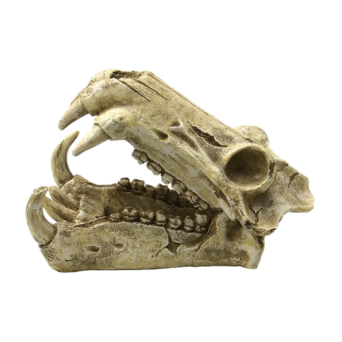 Kranium - 20X11X13 CM | Endast 189 kr! - Zoogiganten