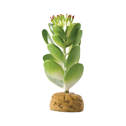 Suckulent Ökenväxt - 10.5X10.5X15 CM | Endast 119 kr! - Zoogiganten
