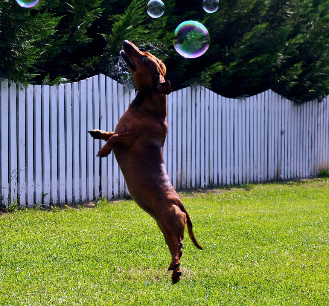Hunden som hoppar