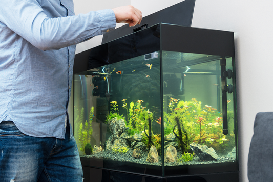Så installerar du ditt nya akvarium – steg för steg