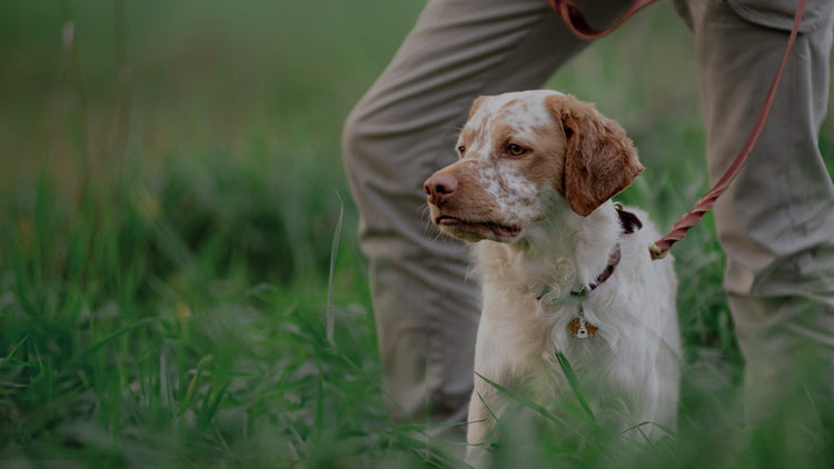 Hund - Koppel, halsband & selar