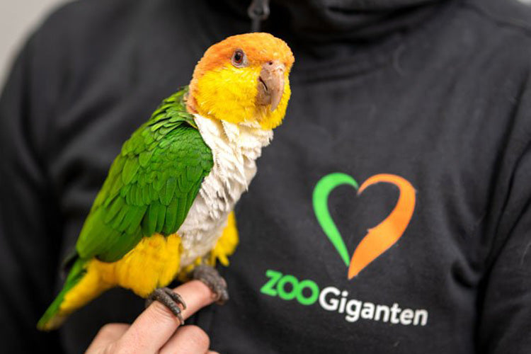 Fågel - Lampor & belysning