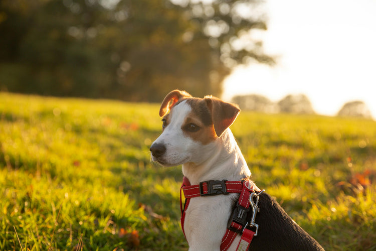 Hund - Veterinärfoder