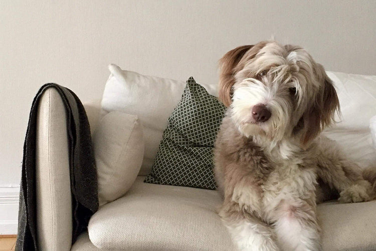 Hund - Mat & Vattenskålar