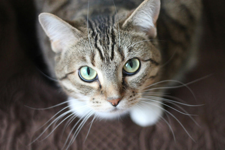 Katt - Kattlådor