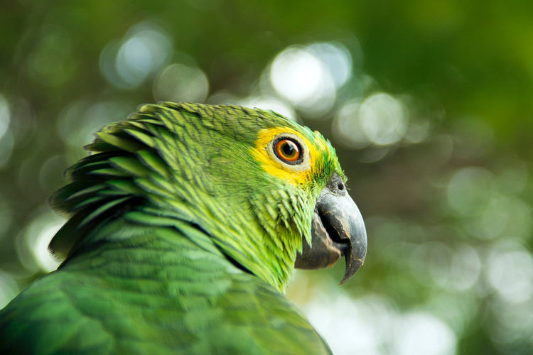 Fågel - Snacks & sticks