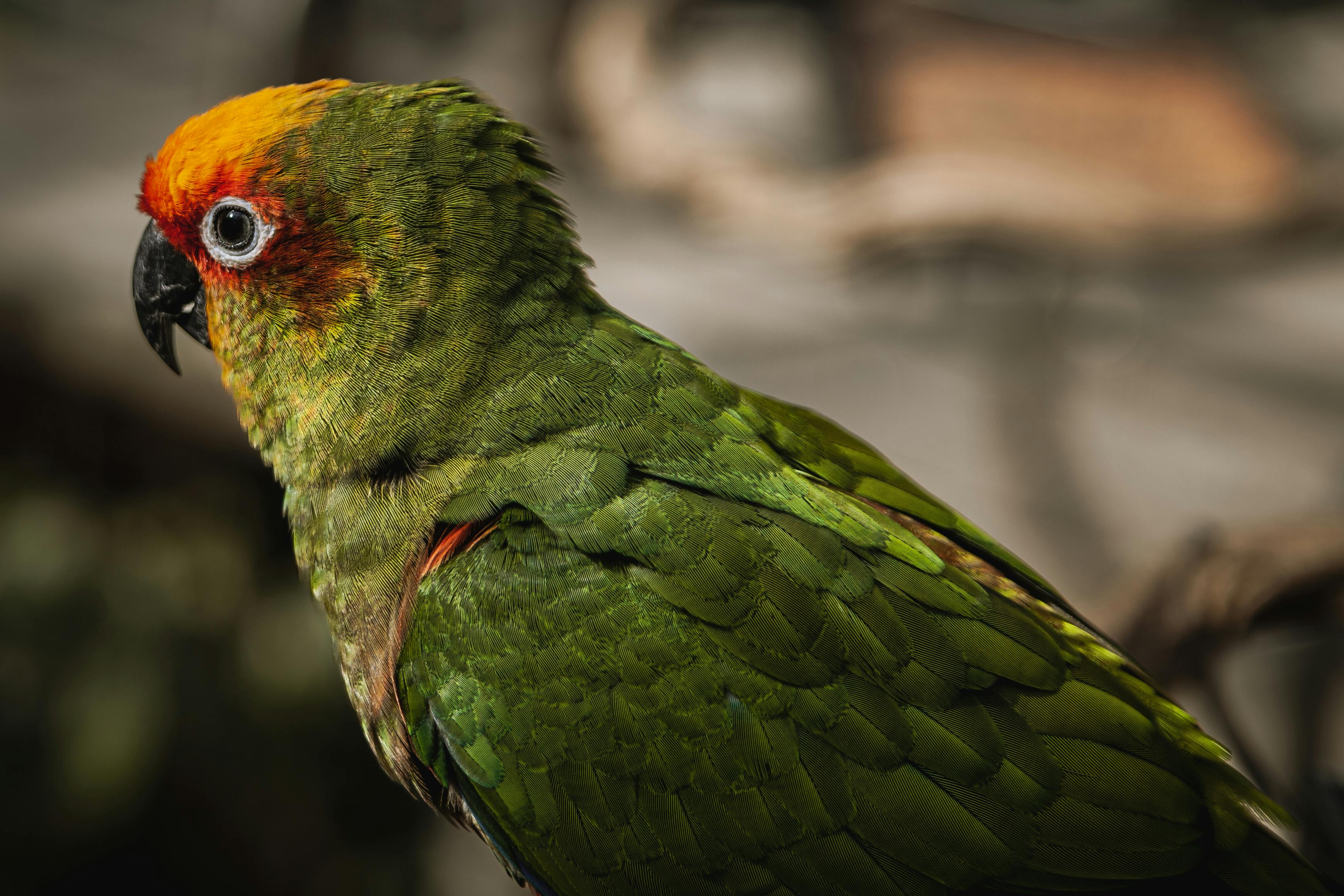 Fågel - Foderautomater & Fröautomater