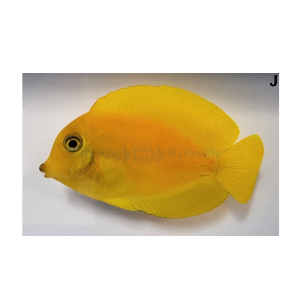 Acanthurus olivaceus - M - Orange shoulder kirurgfisk | Endast 989 kr! - Zoogiganten