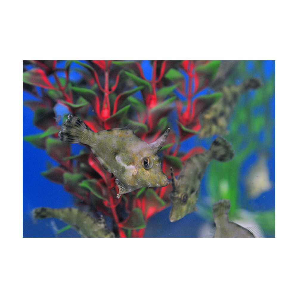 Acreichthys tomentosus - Filfisk | Endast 579 kr! - Zoogiganten