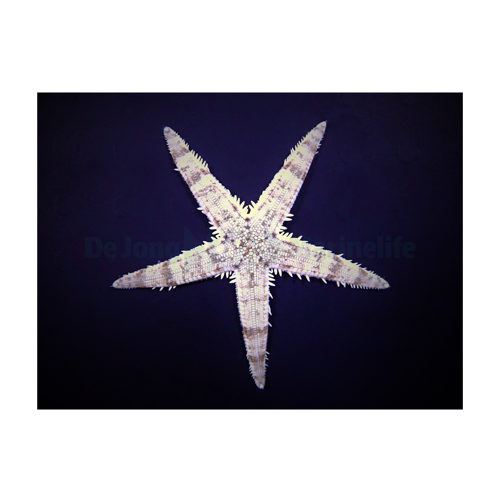 Archaster typicus - Sandvändande sjöstjärna | Endast 329 kr! - Zoogiganten