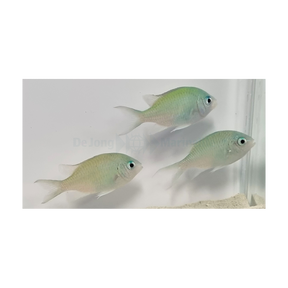 Chromis viridis - Grön Chromis | Endast 199 kr! - Zoogiganten