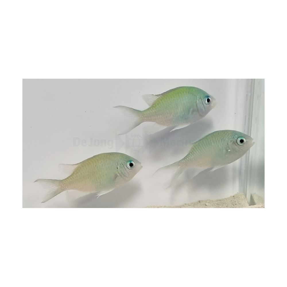 Chromis viridis - Grön Chromis | Endast 199 kr! - Zoogiganten