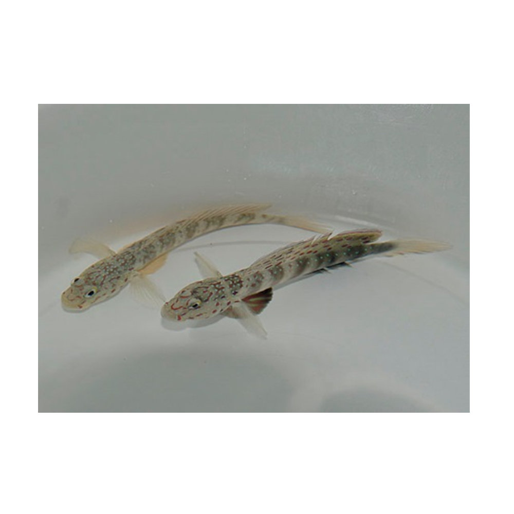 Cryptocentrus leptocephalus  - Pinkspotted shrimpgoby | Endast 499 kr! - Zoogiganten