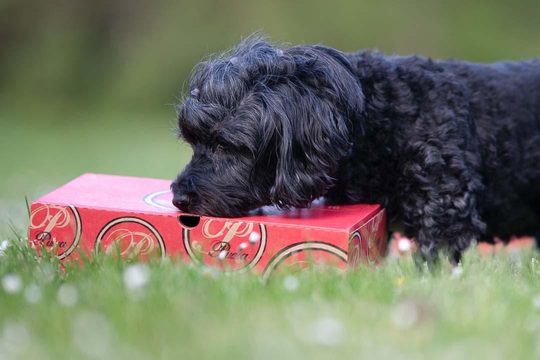 KURS - HUND - NOSEWORK PROVA PÅ | Endast 850 kr! - Zoogiganten