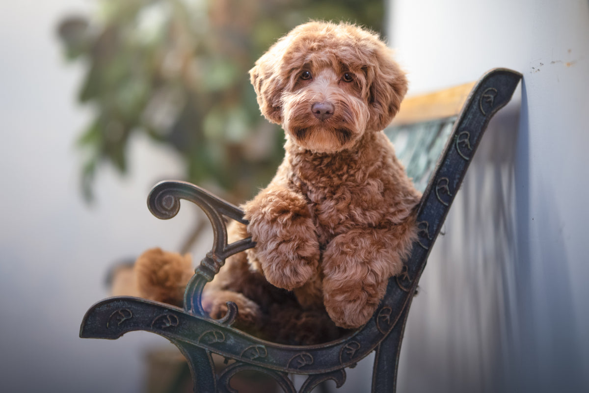 HUNDTRIM - DOODLEKLIPPNING | Endast 1259 kr! - Zoogiganten