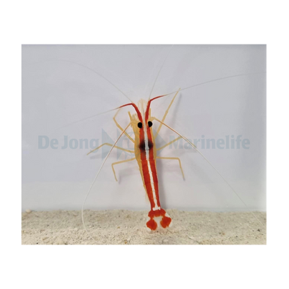 Lysmata amboinensis - Putsräka | Endast 399 kr! - Zoogiganten