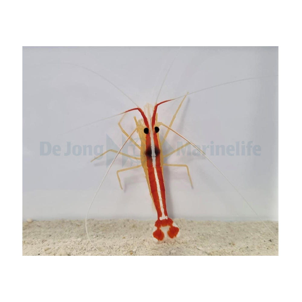 Lysmata amboinensis - Putsräka | Endast 399 kr! - Zoogiganten