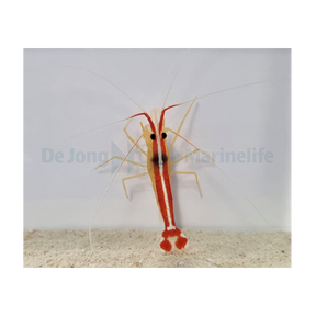 Lysmata amboinensis - Putsräka | Endast 399 kr! - Zoogiganten