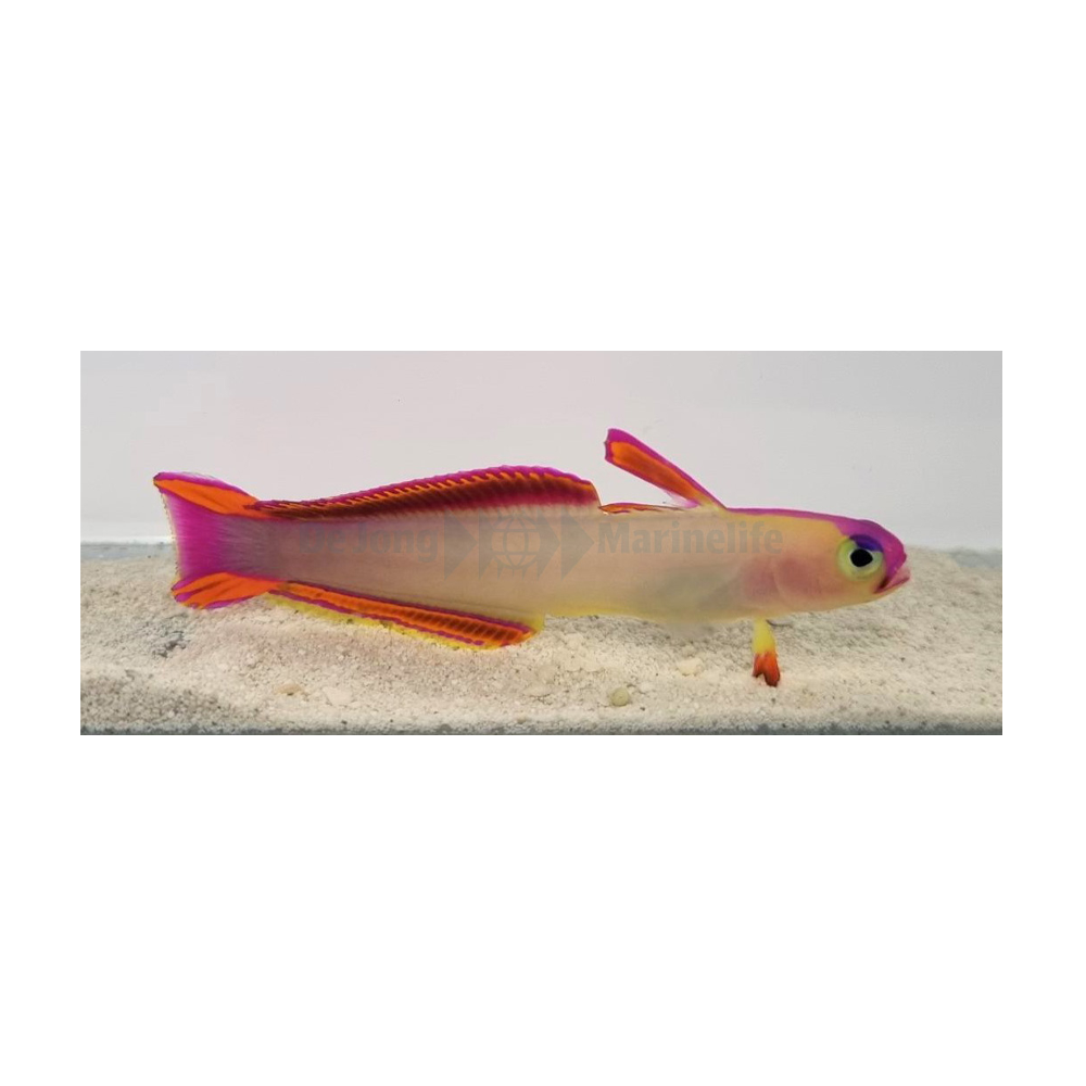 Nemateleotris decora - Decoragoby | Endast 699 kr! - Zoogiganten