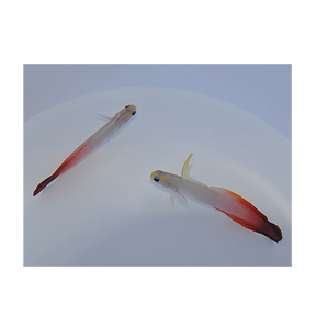 Nemateleotris magnifica - Firegoby | Endast 599 kr! - Zoogiganten