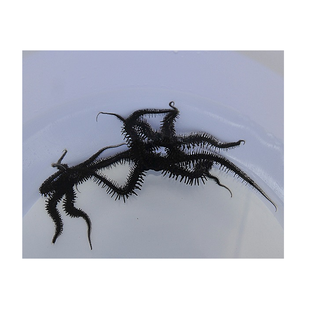 Ophiocoma spp. - Svart ormsjöstjärna | Endast 319 kr! - Zoogiganten