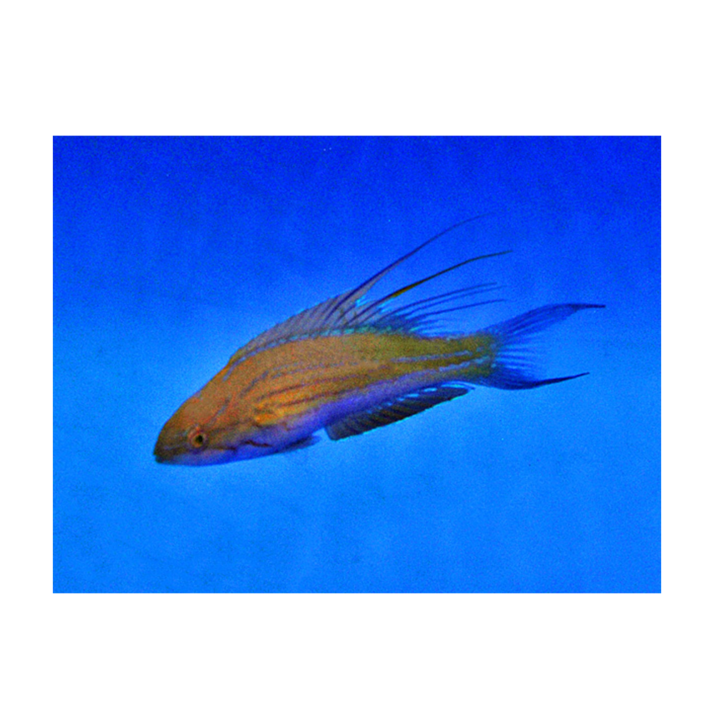 Paracheilinus filamentosus - Filamented Flasher Wrasse | Endast 899 kr! - Zoogiganten