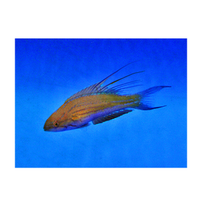 Paracheilinus filamentosus - Filamented Flasher Wrasse | Endast 899 kr! - Zoogiganten