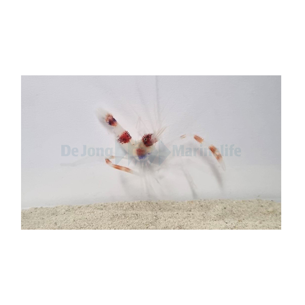 Stenopus hispidus - Boxräka | Endast 399 kr! - Zoogiganten