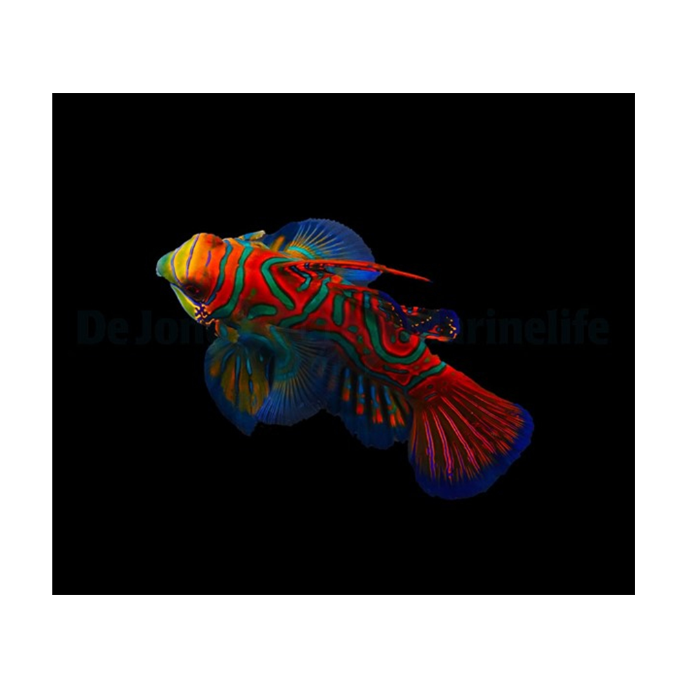 Pterosynchiropus splendidus - Blå Mandarinfisk | Endast 599 kr! - Zoogiganten