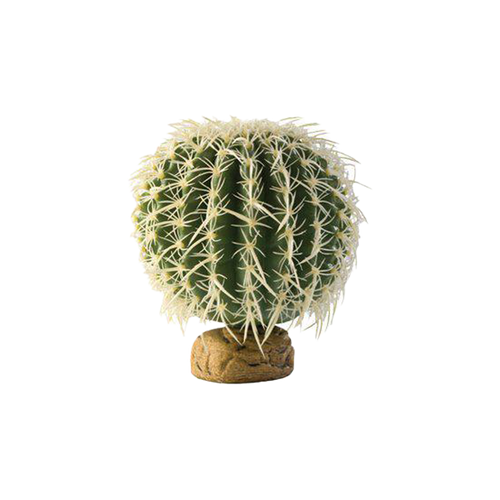 Bollkaktus Ökenväxt - 15X15X15 CM | Endast 189 kr! - Zoogiganten