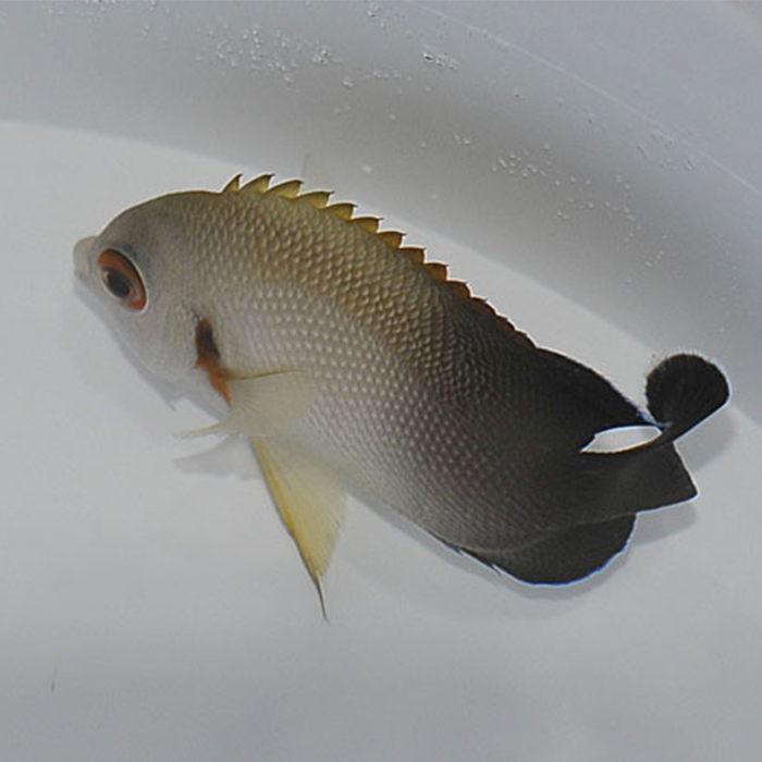 Centropyge vrolikii - M - Pearlscale Dvärgkejsare | Endast 749 kr! - Zoogiganten