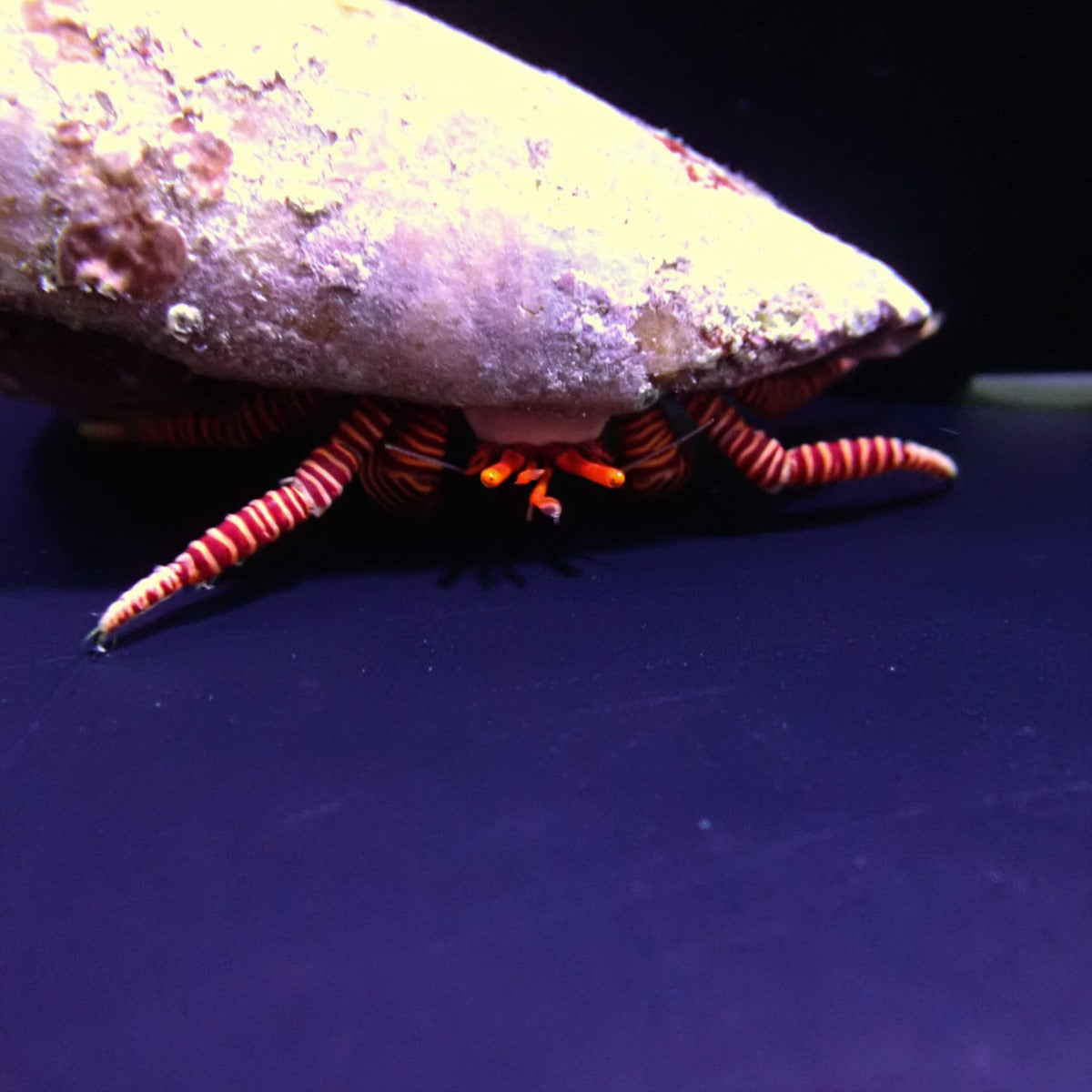 Ciliopagurus striatus - Halloween Eremitkrabba | Endast 119 kr! - Zoogiganten