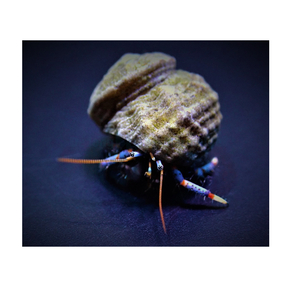 Clibanarius tricolor / Tricolor eremittkreps