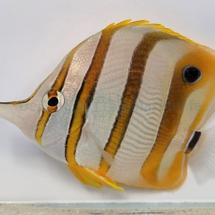 Chelmon rostratus - M - Kopparbandad Pincettfisk | Endast 1179 kr! - Zoogiganten