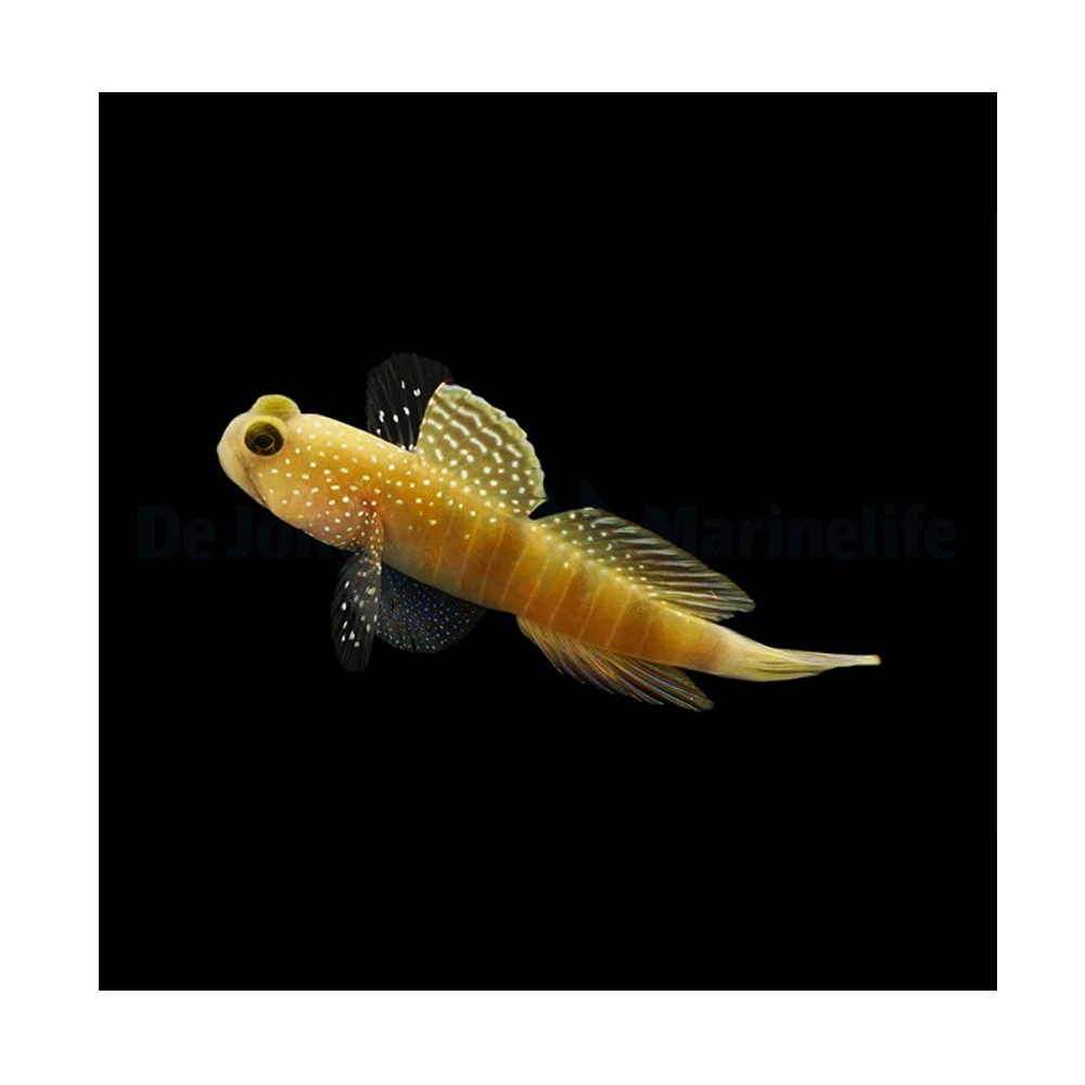 Cryptocentrus cinctus / Gul vekterkutling