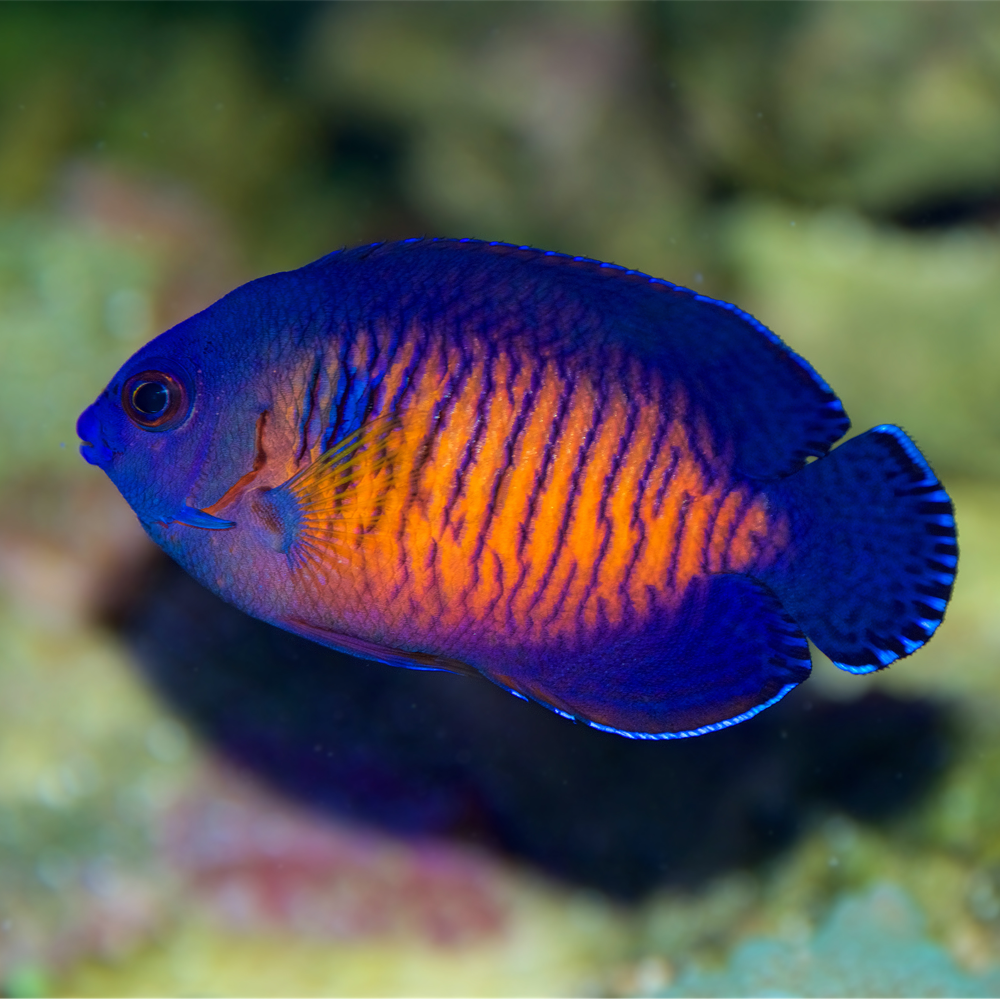 Centropyge bispinosa  / Coral Beauty Dvärgkejsare | Endast 749 kr! - Zoogiganten