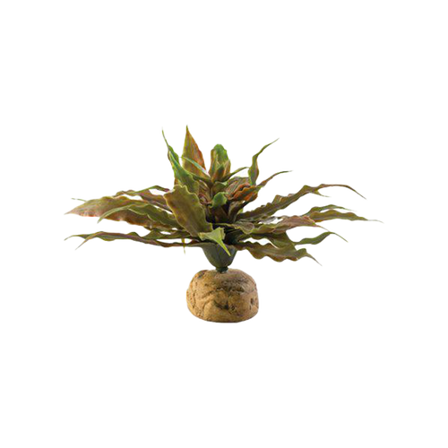 Bladväxt Ökenväxt - 23X23X11 CM | Endast 119 kr! - Zoogiganten
