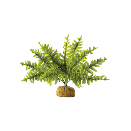 Ormbunke Regnskogsväxt - 36X26X26 CM | Endast 219 kr! - Zoogiganten