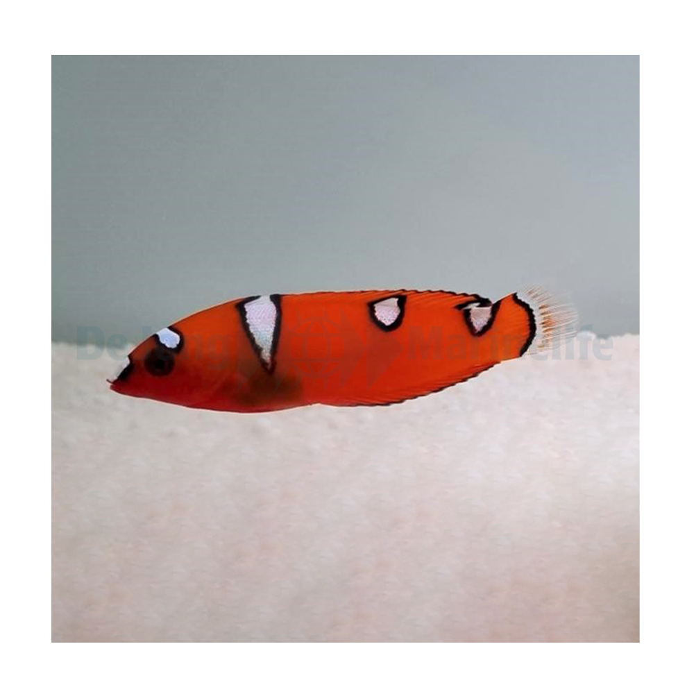 Coris gaimard - S - Röd Coris wrasse | Endast 589 kr! - Zoogiganten