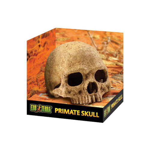 Exoterra Grotta Dödskalle | Endast 219 kr! - Zoogiganten