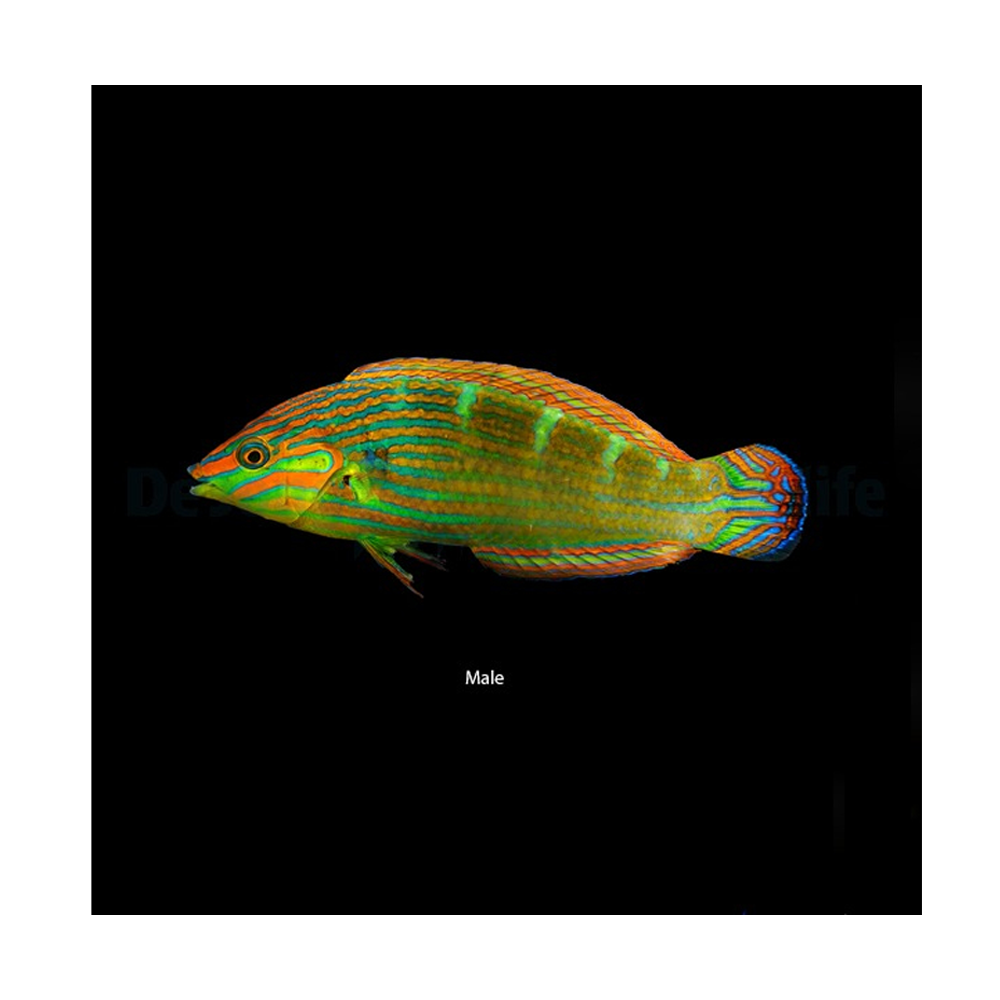 Halichoeres melanurus - M - Halefleppefisk