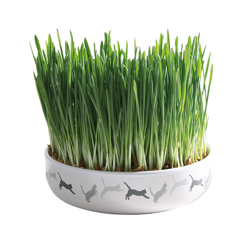 Kattgräs med keramikskål - 50 G | Endast 119 kr! - Zoogiganten